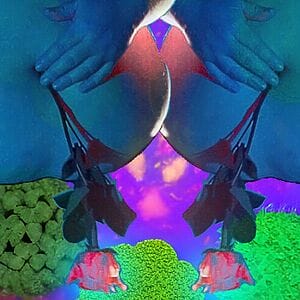 Description: Two fat light blue bellies have roses emerging from the belly button and a hand holds the rose in place. The background is purple with green lush cells floatingDescription: Two fat light blue bellies have roses emerging from the belly button and a hand holds the rose in place. The background is purple with green lush cells floating